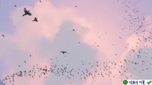 Flock Generator v1.0 for Blender: Tạo đàn tự động