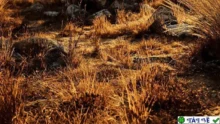 Physical Grass Scatter And Draw v1.2: Plugin tạo cỏ vật lý Blender